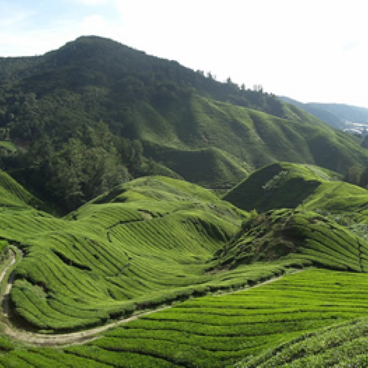 rolling green hills and mountains of a landscape in Malaysia