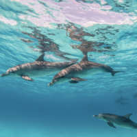 Dolphins migrating