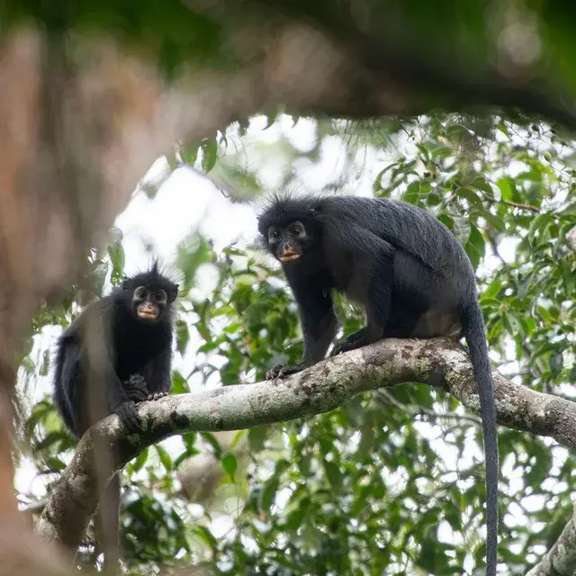 Colobus congoensis orange lipped monkey that roars