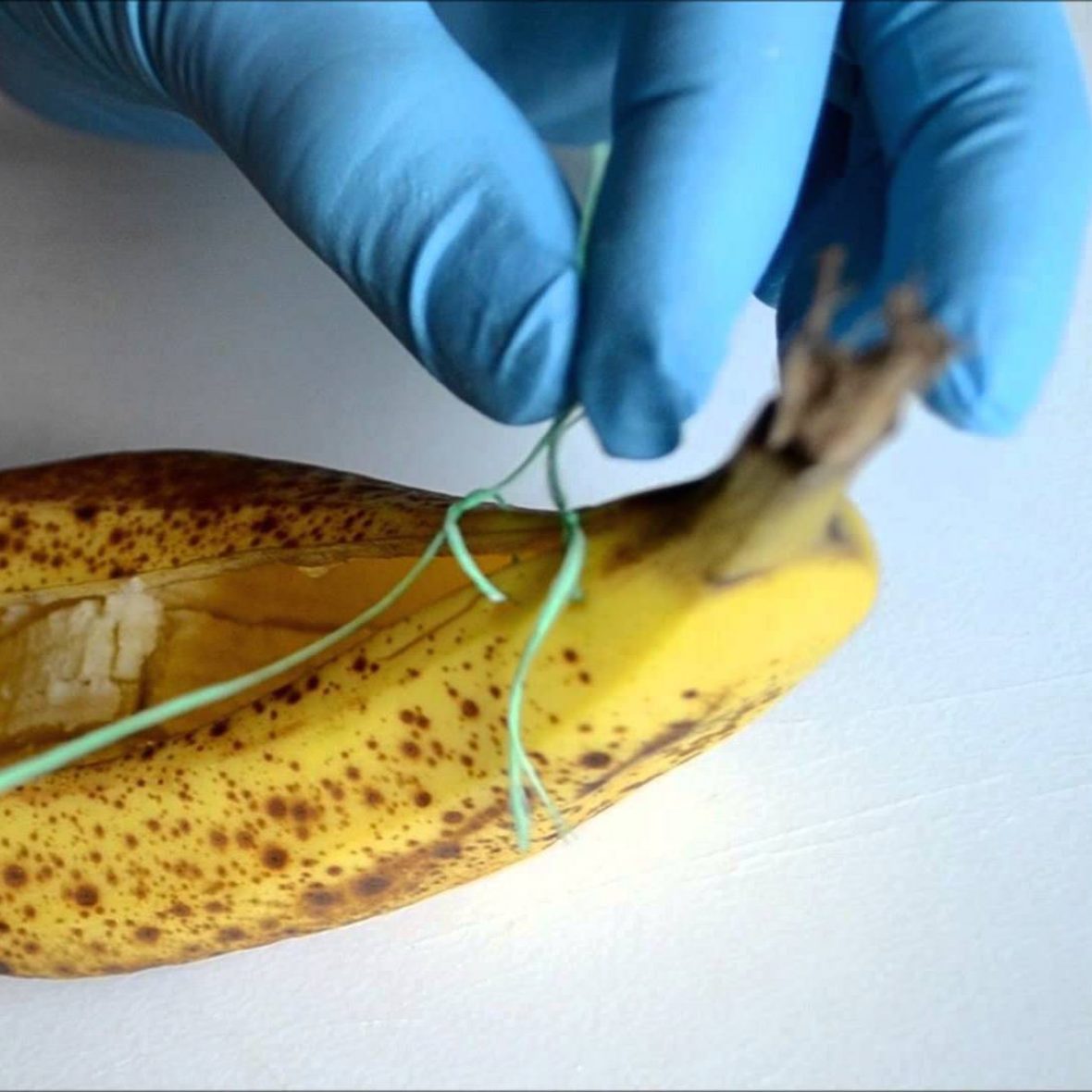 blue-gloved hand practicing stitches on a cut banana
